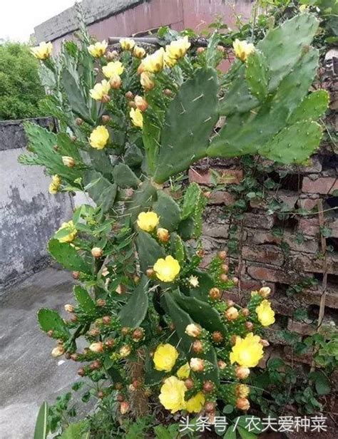 仙人掌開花好嗎|仙人掌開花的美麗與過程：從養護到綻放